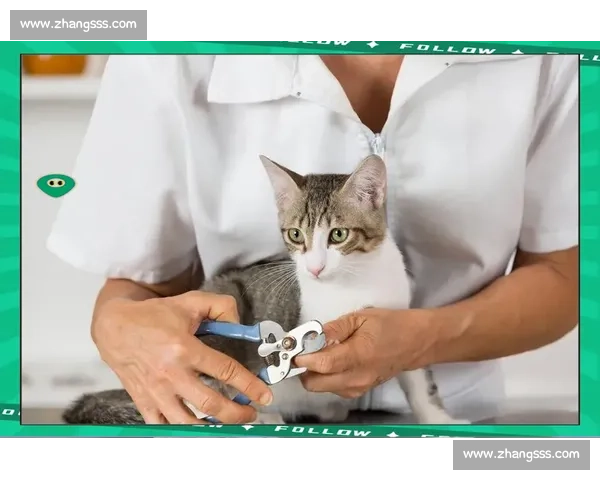 全身协调能力提升训练方法与实用技巧全面指南 全身协调能力提升训练方法与实用技巧全面指南